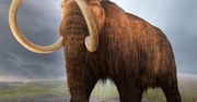 Mamut z Michigan. Sensacyjne odkrycie prehistorycznego giganta
