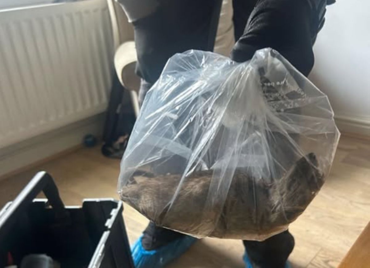 Był wielkości kota. Niepokojące odkrycie w Wielkiej Brytanii