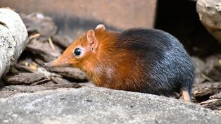 Poznań: Nowy mieszkaniec zoo. Urodził się całkiem niedawno