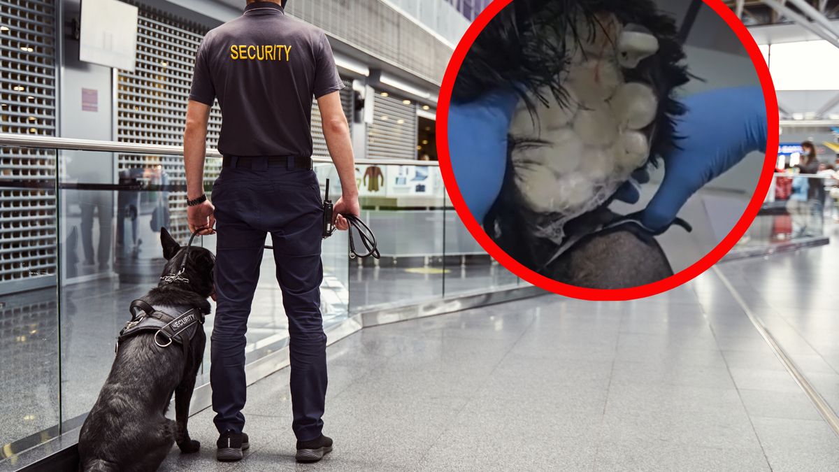 Aż trudno uwierzyć, gdzie mężczyzna ukrył kokinę 