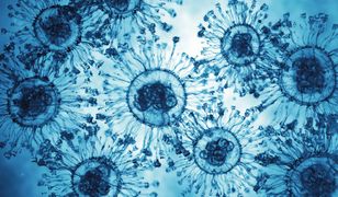 Grzyb z tropików w Europie. Nowe zagrożenie dla zdrowia