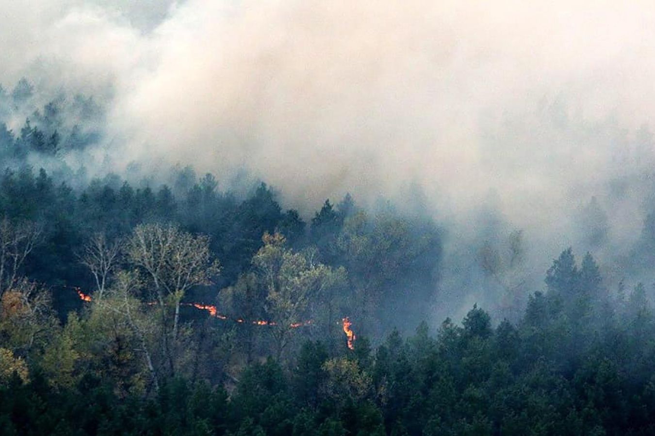 Płoną lasy wokół Czarnobyla. "Poważne zagrożenie dla całej Europy"
