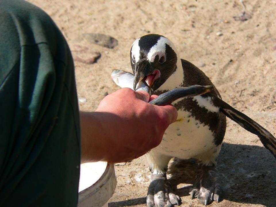 Dziś Światowy Dzień Pingwinów. Warszawskie zoo prezentuje swoich lokatorów