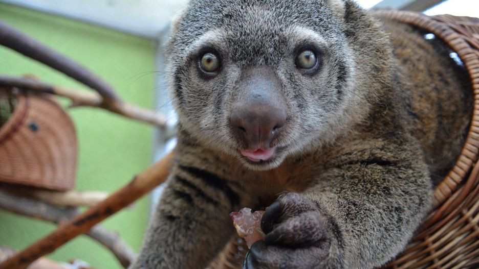 Kuskus niedźwiedzi z wrocławskiego ogrodu zoologicznego.