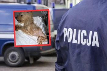Głodne i brudne. Lekarz nigdy wcześniej nie widział takich zaniedbań