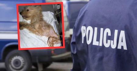 Głodne i brudne. Lekarz nigdy wcześniej nie widział takich zaniedbań
