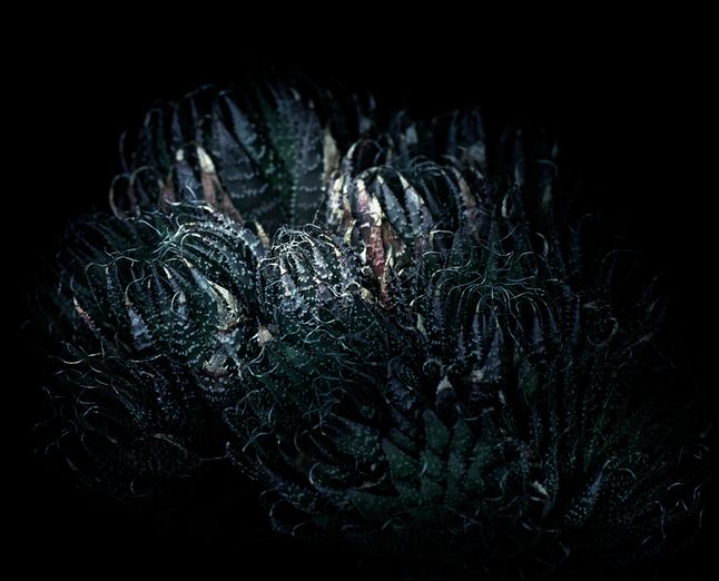 Filmschool Imaginarium, Darkroom, FF 2014