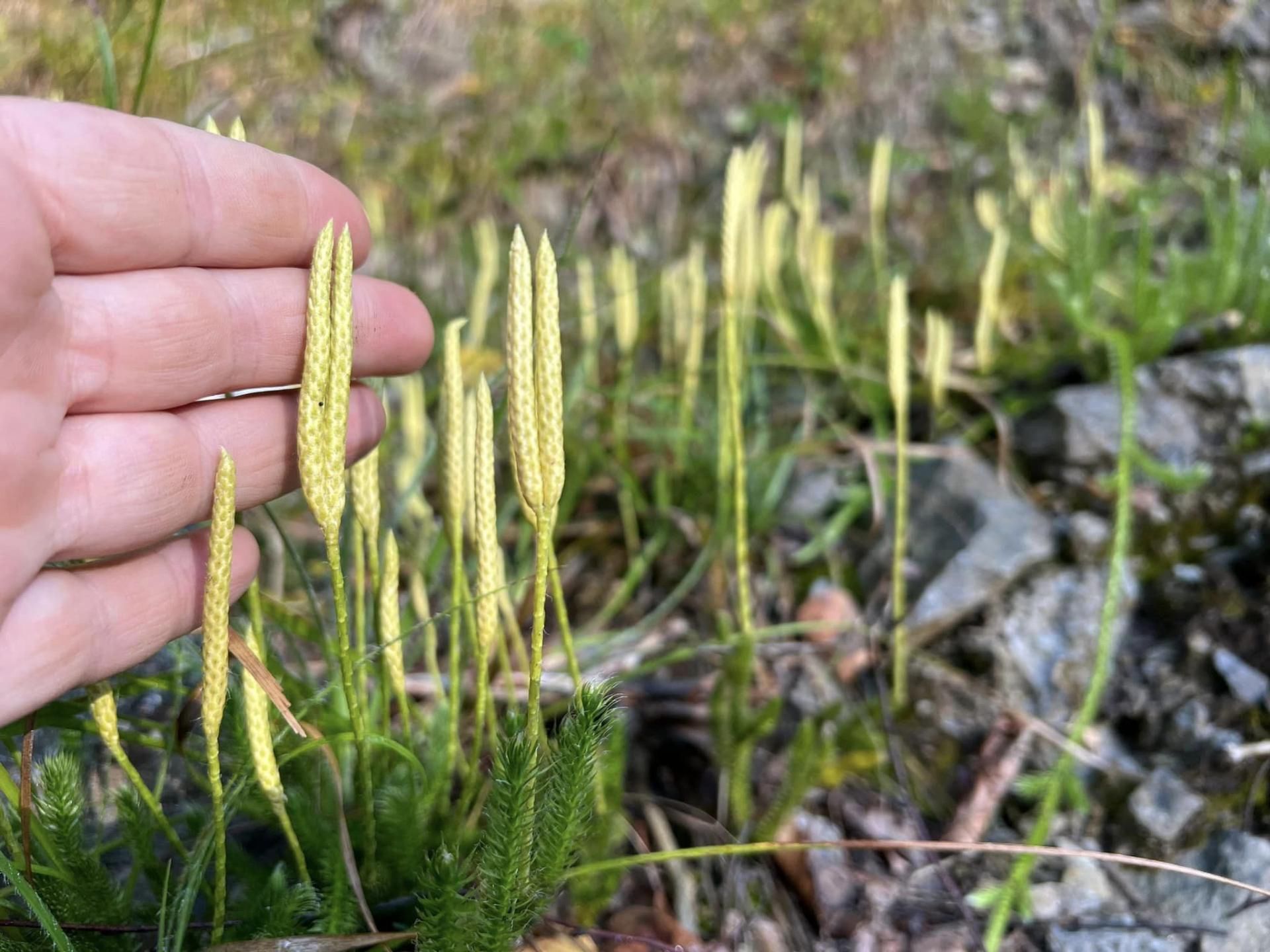 Widłak goździsty ma szereg właściwości prozdrowotnych
