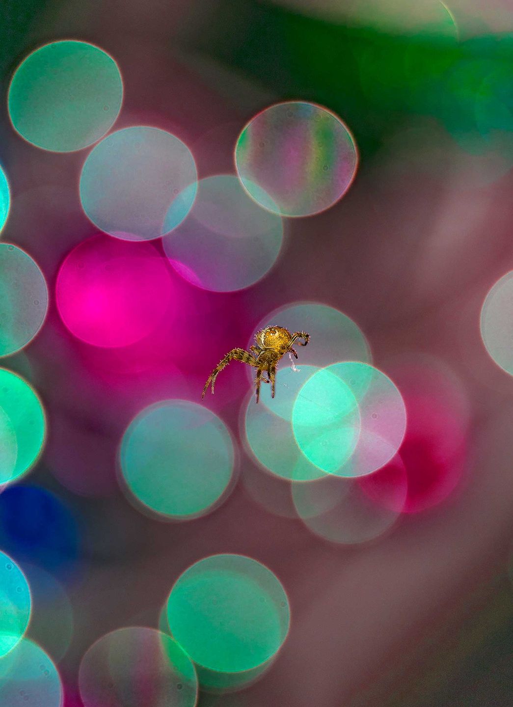 British Wildlife Photography Awards 2017 – najlepsze zdjęcia dzikiej przyrody z Wielkiej Brytanii. Zobaczcie ich historie 17