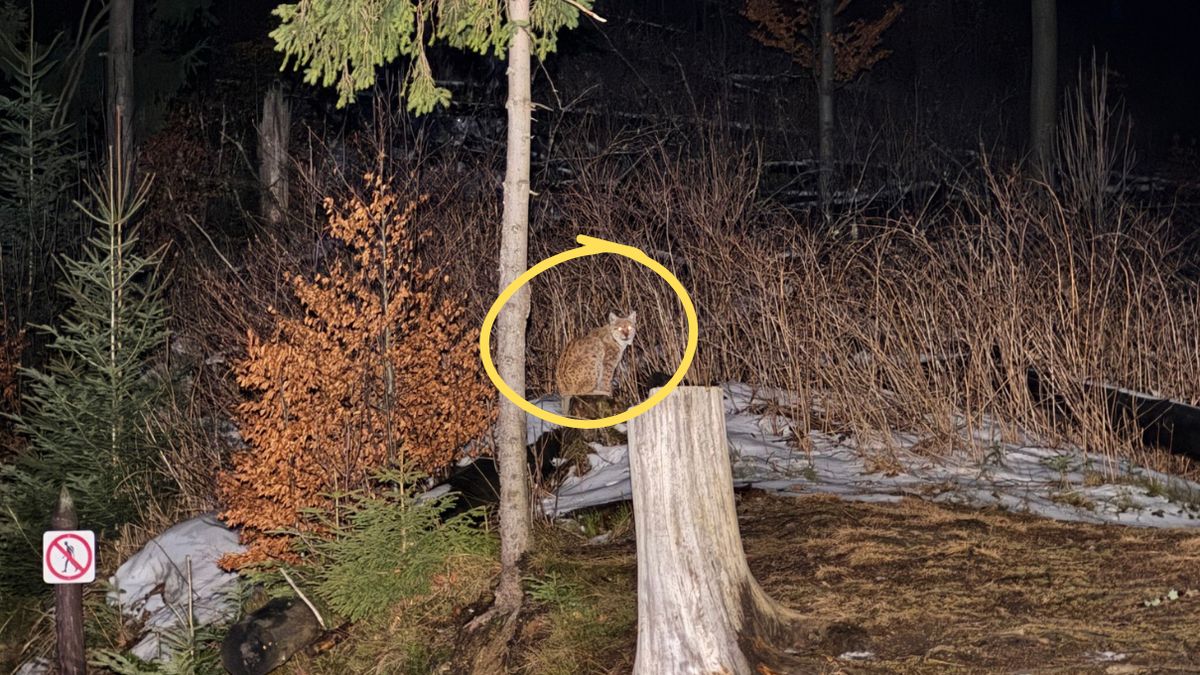  Turysta spotkał rysia na Nosalowej Przełęczy 