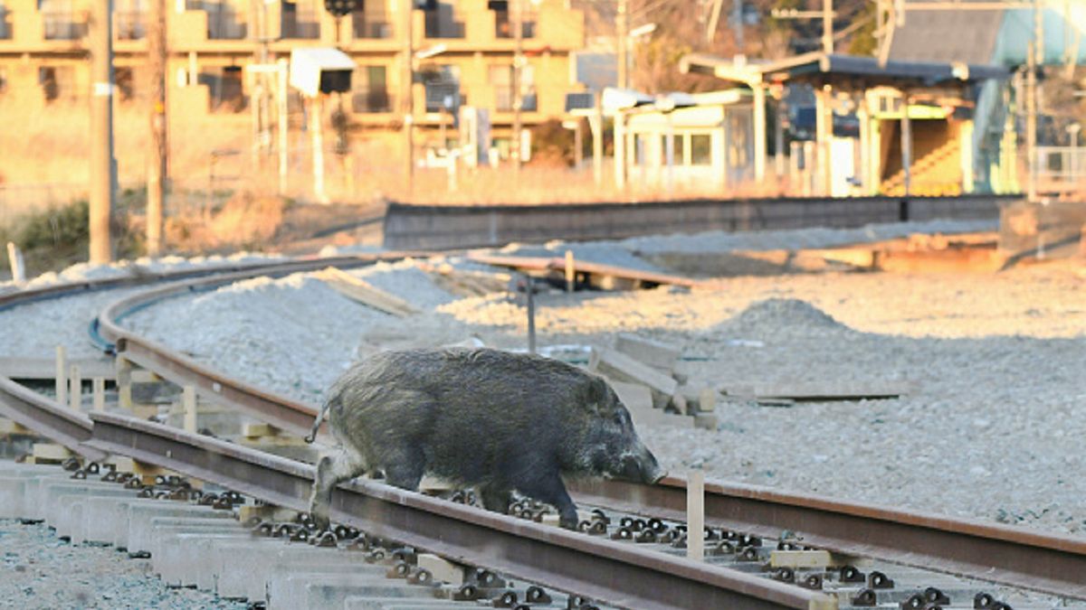 W Fukushimie można znaleźć radioaktywne, dzikie świnie.