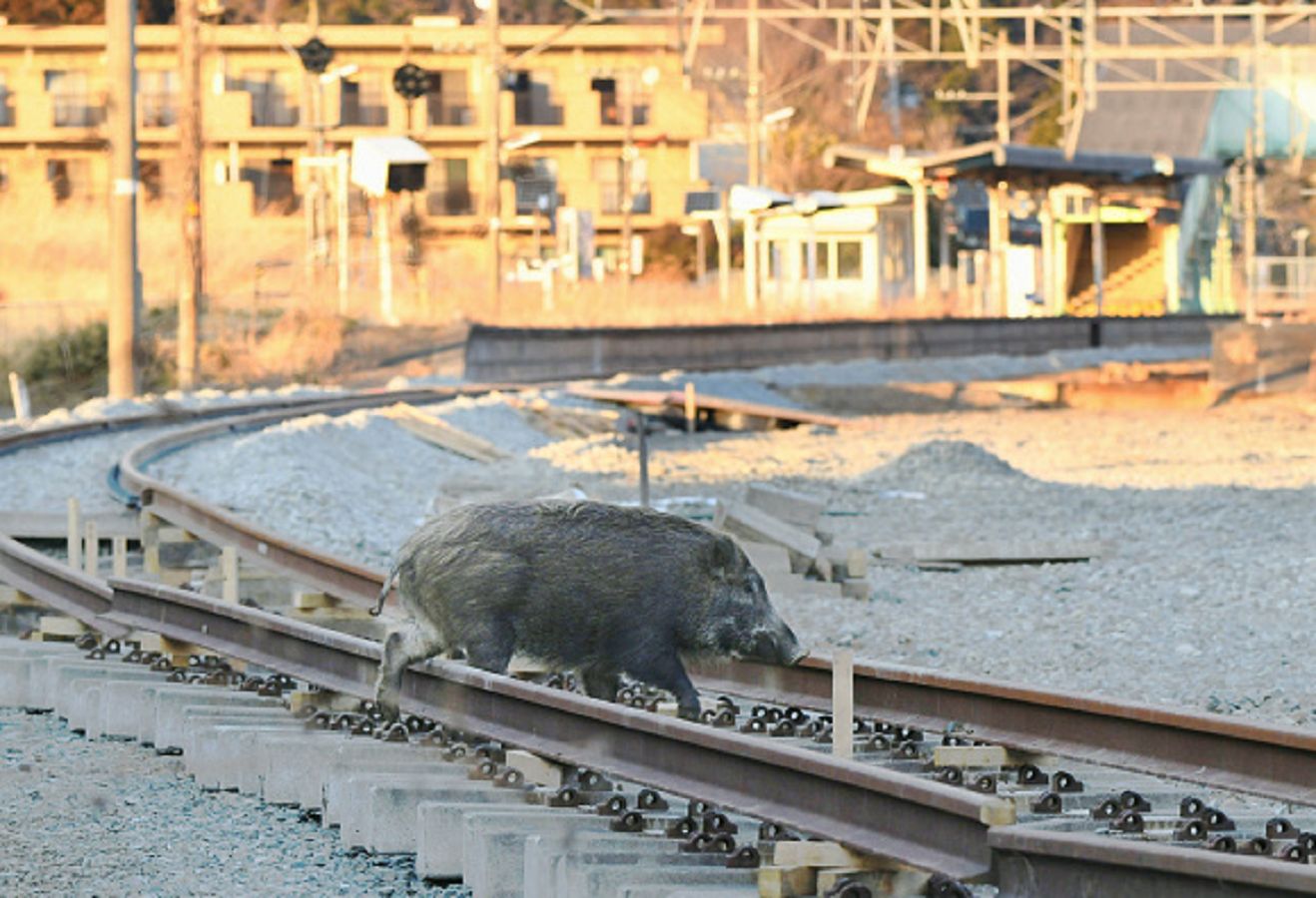 Dzikie świnie mnożą się w Fukushimie. Mają być radioaktywne