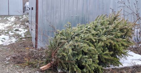 Wyrzuciła choinkę przez balkon. Ranna sąsiadka