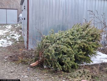 Wyrzuciła choinkę przez balkon. Ranna sąsiadka