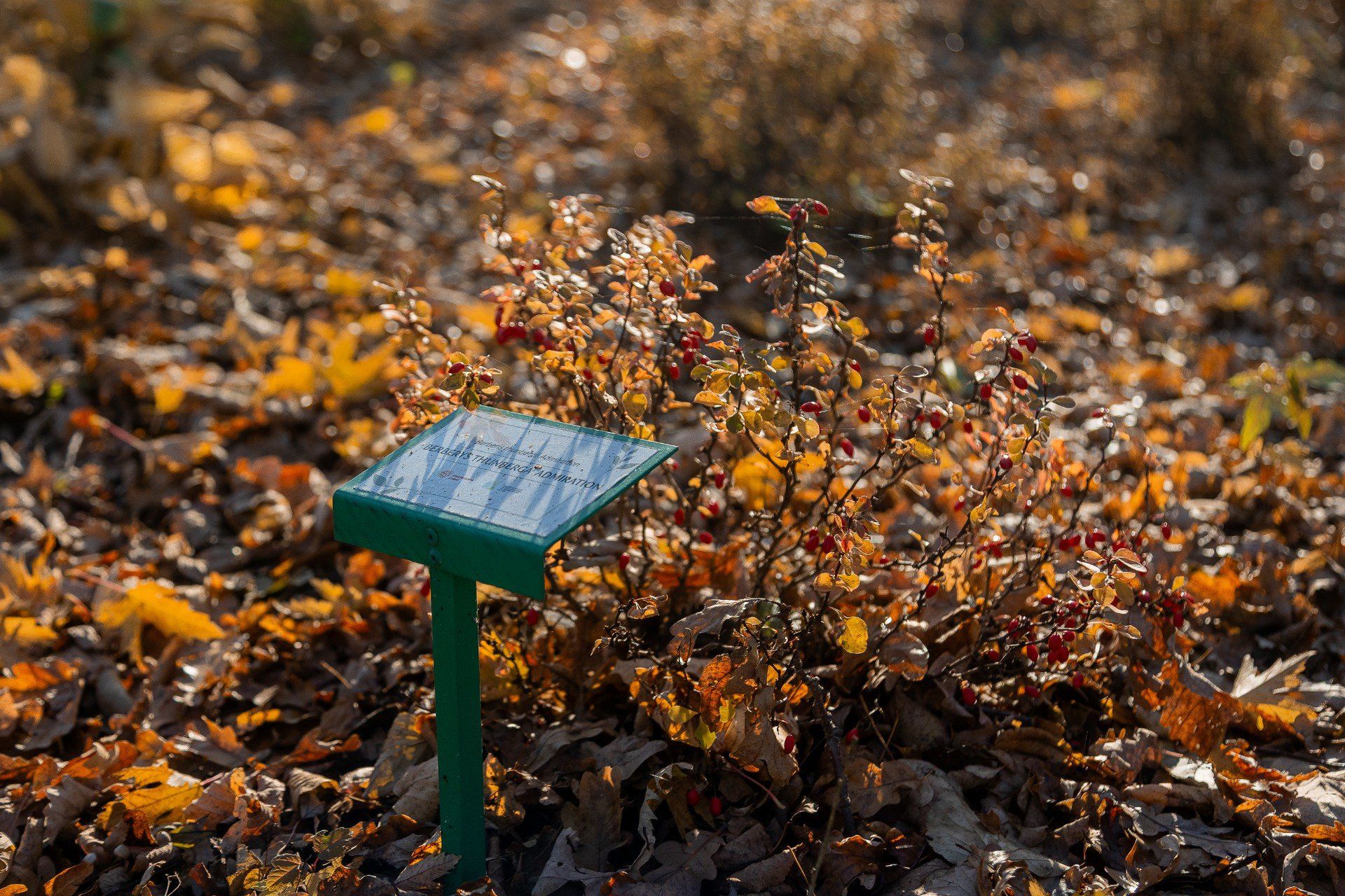 Skwer imienia majora &#34;Hubala&#34;