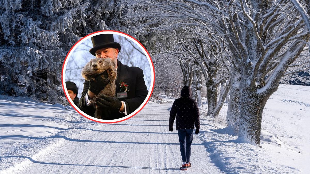 Świstak Phil przewidział długość zimy