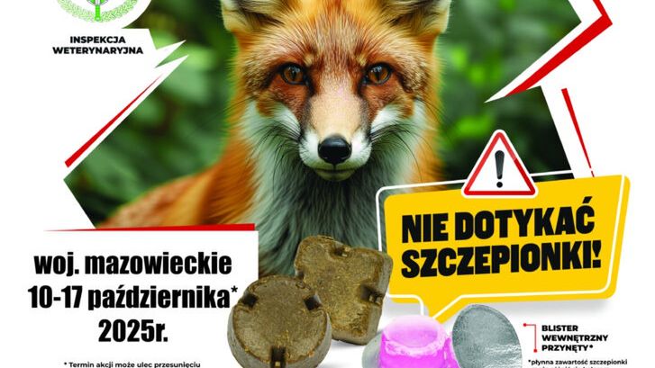 Lis z bliska, z wyraźnymi detalami futra, na tle kolorowego plakatu informacyjnego o szczepieniu. Widzoczne szczepionki w formie tabletek obok ostrzeżenia „NIE DOTYKAĆ SZCZEPIONKI!”.
