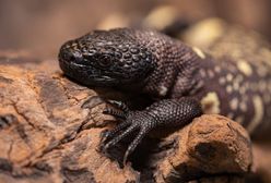 Wrocław. W naturze grozi im zagłada. W ZOO urodziły się jadowite osobniki