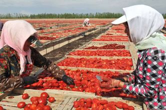 Niewolnicy w fabryce ekożywności