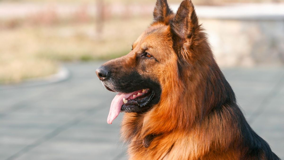 Owczarki niemieckie są oddane właścicielowi, ale potrzebują stałej uwagi.