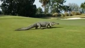 Ogromny aligator na polu golfowym. "Prawdziwy potwór!"