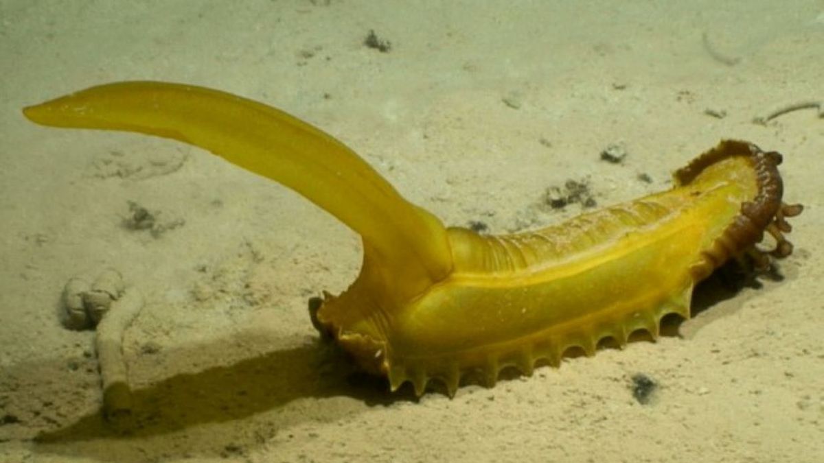 Naukowcy odkryli ponad 5 tys. nieznanych gatunków głębinowych. Zdj. ilustracyjne 