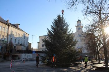 Gorlice: Ratusz rozpoczął poszukiwania kandydatki do dekoracji. Ma być bujna, rozłożysta i przyciągać wzrok