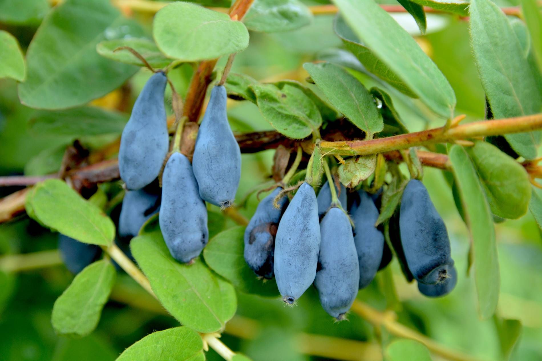 Jagoda kamczacka pięknie prezentuje się w ogrodzie