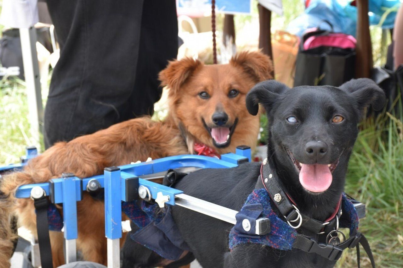 Stargard Gdański: Pokochaj, adoptuj i przyjdź na piknik zobaczyć szczęście bez krat
