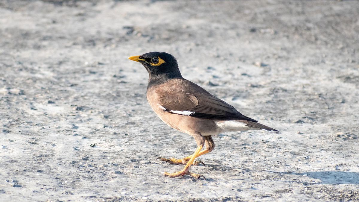 Szpaki afrykańskie. mat. poglądowy