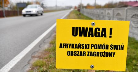 Kontrola w zakładach mięsnych i sklepach. Odmawiają przyjmowania wieprzowiny