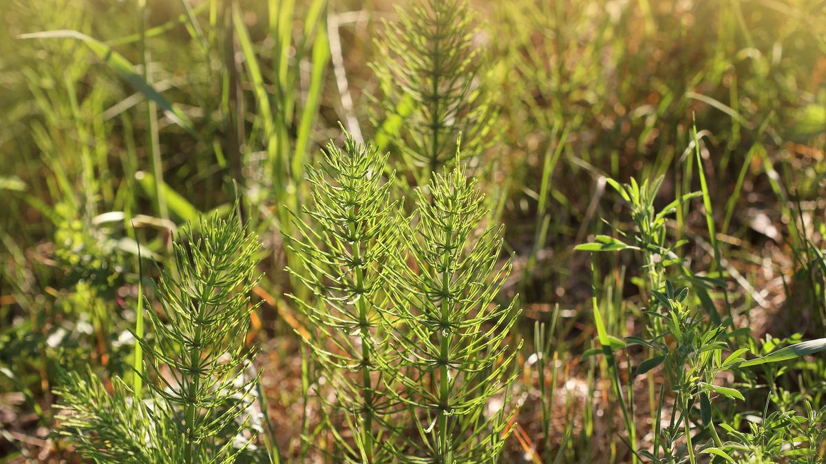 Wild plants - green background of horsetail or Tolkachik or Equisetum arvense . Common Horsetail in spring
Wild plants - green background of horsetail or Tolkachik or Equisetum arvense . Common Horsetail in spring .
Vaivirga