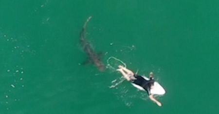 Surfer uchodzi cało z ataku rekina. Nagranie z drona z Australii