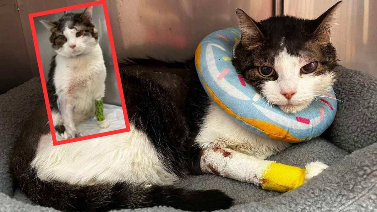 Właściciel zgotował mu piekło. Teraz kot Pandek szuka kochającego domu 