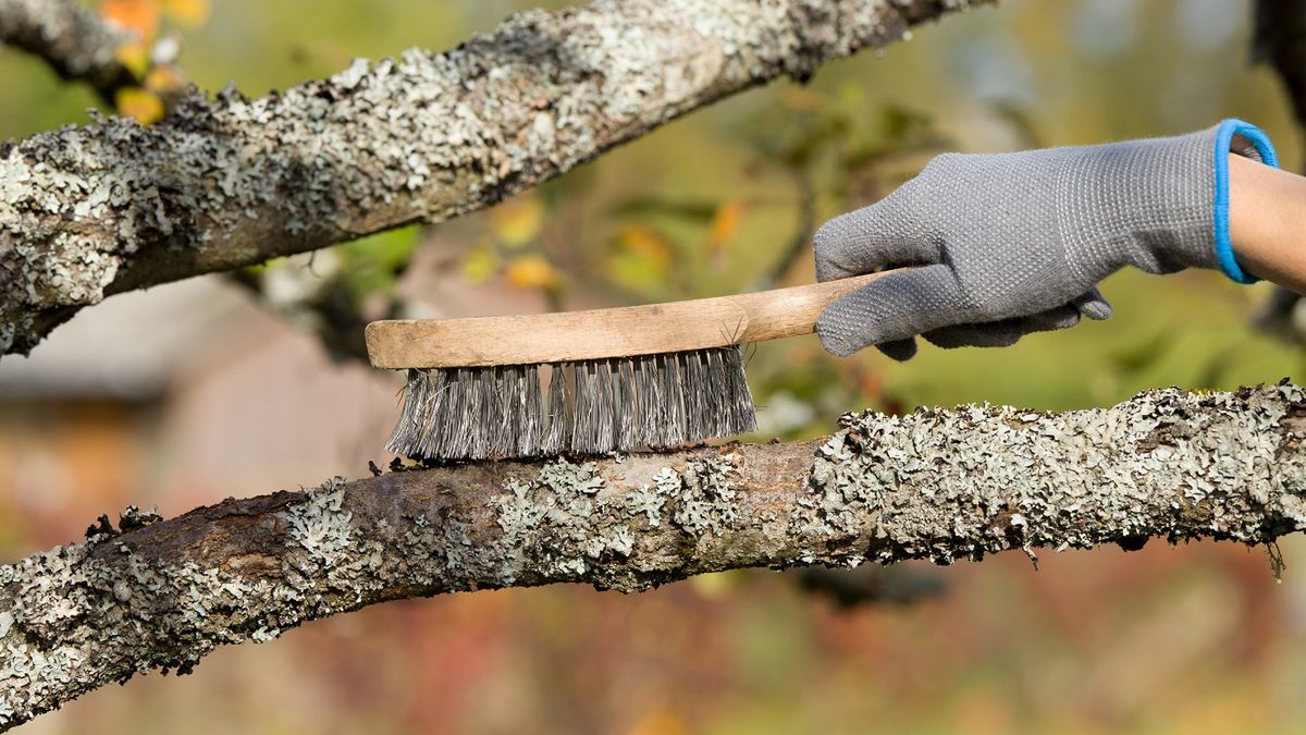 Drzewa owocowe odwdzięczą się za ten zabieg.