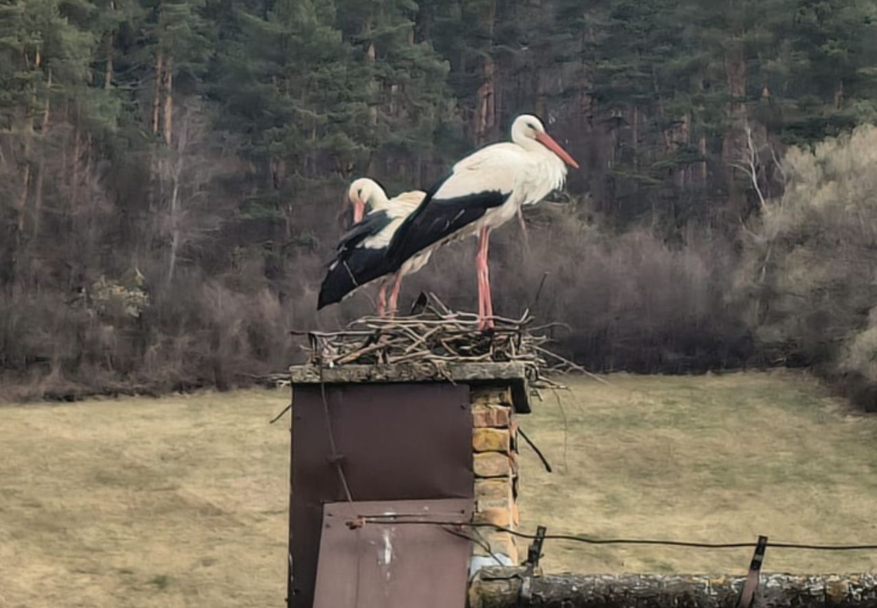 Zaczyna się w gniazdach. "Oficjalnie!" Leśnicy pokazali dowód