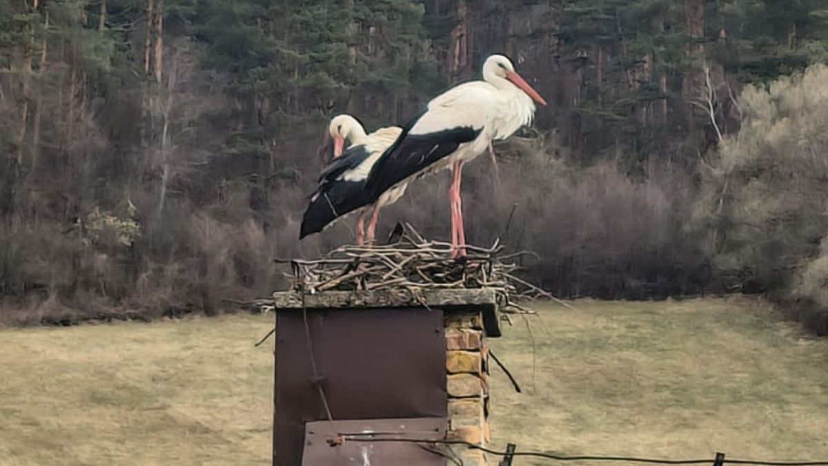 Bociany wróciły do Polski. Leśnicy potwierdzają początek wiosny