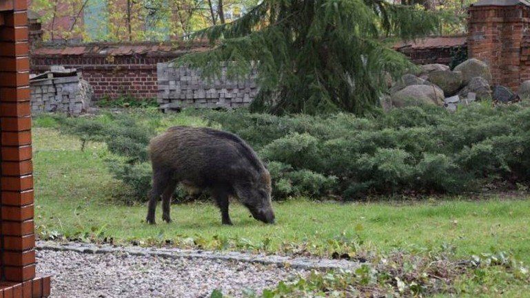 Dziki w mieście