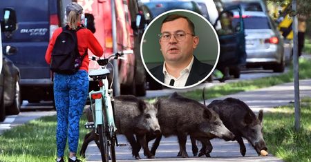 Minister o dzikach: trzeba zmniejszyć populację. Jest nowy pomysł