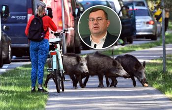 Minister o dzikach: trzeba zmniejszyć populację. Jest nowy pomysł
