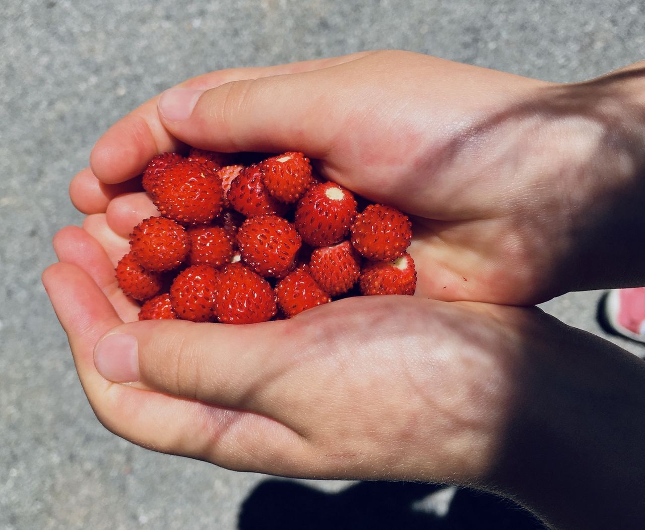 The season for wild strawberries is ongoing, don't miss it!