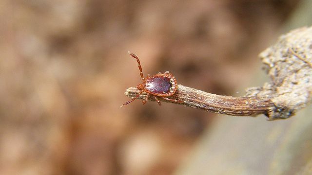 Wegetarianie mimo woli. Poznaj kleszcza, który zrobi z Ciebie jarosza 1
