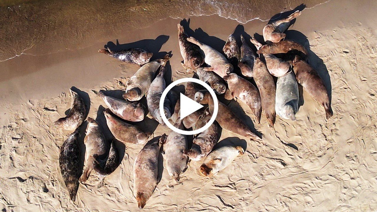 Fot. Licencjodawca. Foczy plażing na Mierzei Wiślanej [WIDEO]