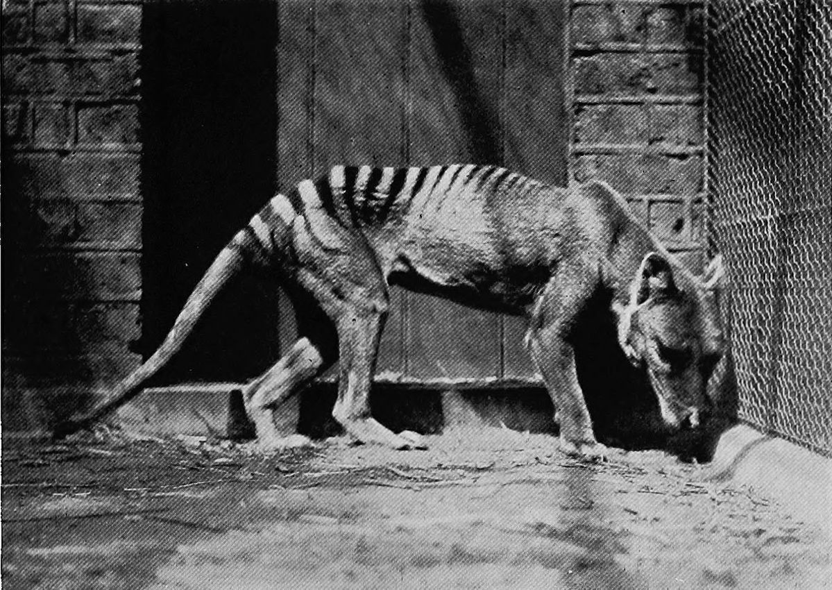 Wilkowór tasmański w 1902 roku