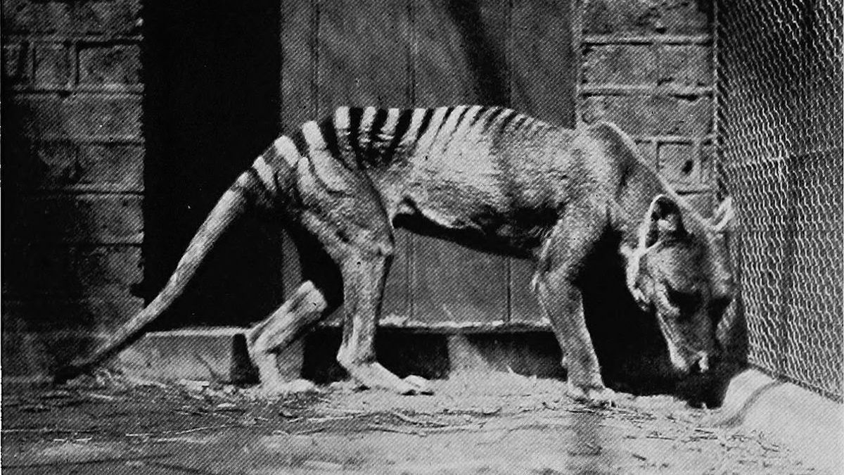 Wyginęły ponad 80 lat temu. To ich ostatnie zdjęcia 1