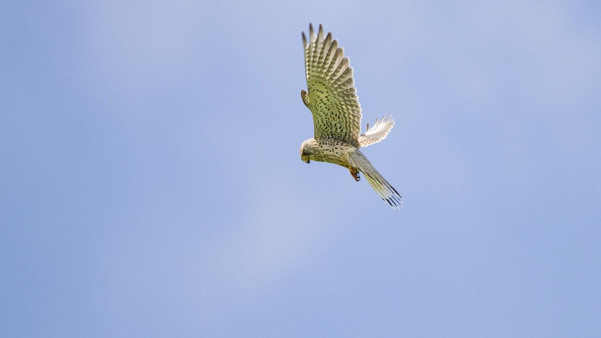 To się nazywa stabilizacja! Pustułka zawisła w powietrzu 1