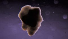 Izraelski startup wyhodował mięso w kosmosie (wideo)