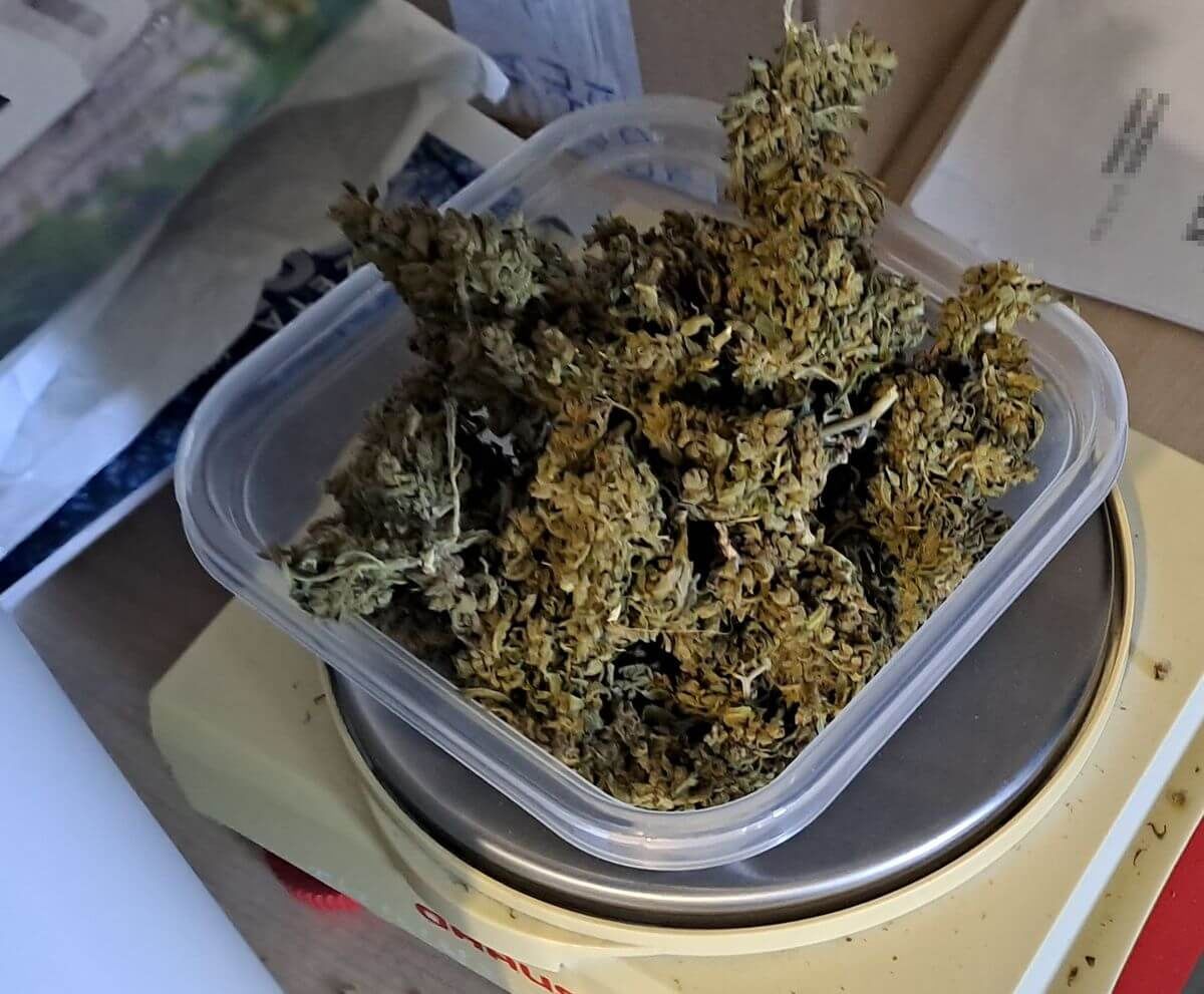Marihuana w doniczce - susz