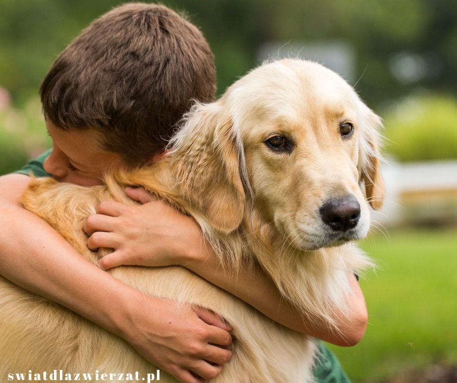 Golden retriever dziecko