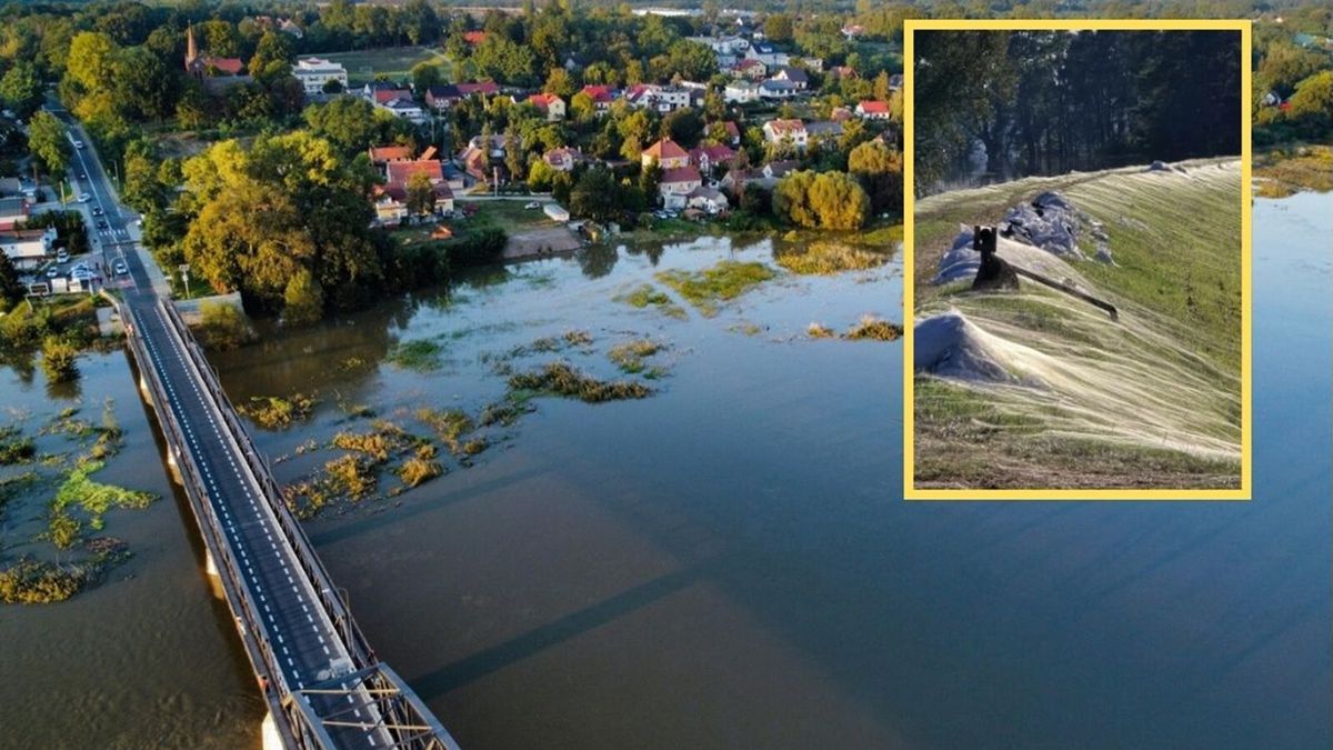 Zaskakujące zjawisko na wałach powodziowych 